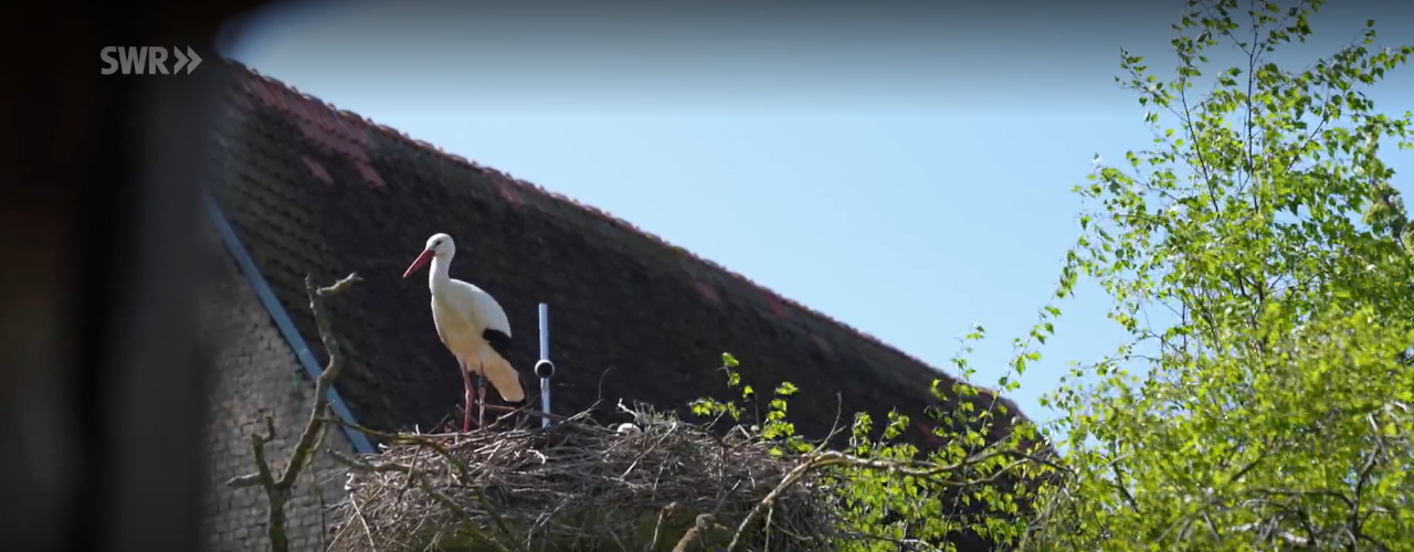 Ein Storch sitzt in seinem Nest vor einem Haus