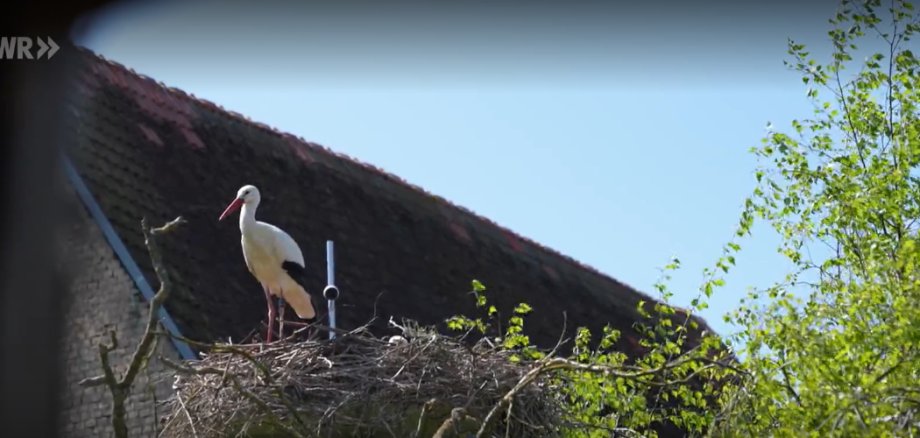 Ein Storch sitzt in seinem Nest vor einem Haus