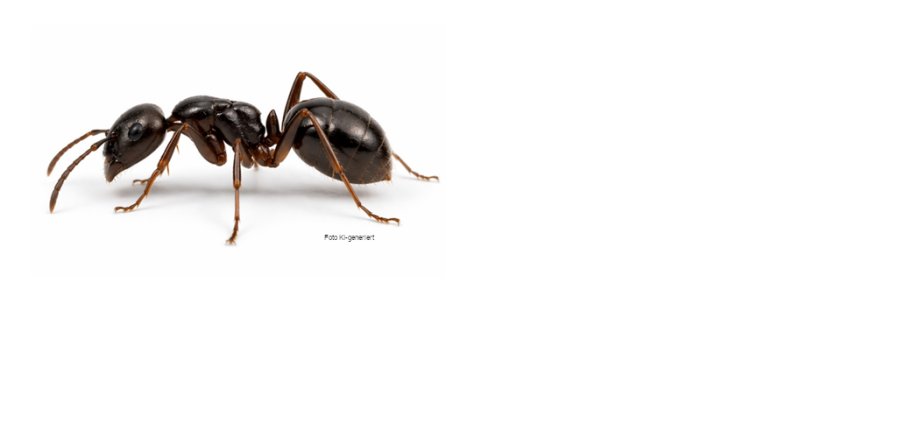 KI-generiertes Bild der großen Drüsenameise (Eine in Deutschland invasive Art)