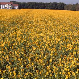 Sonnenblumenfeld am Haus Edelberg