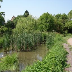 Teiich im Brühlgraben