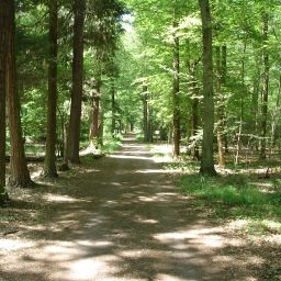 Ebene Waldwege und der Walderlebnispfad eignen sich ideal für ausgedehnte Spaziergänge