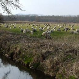 Schafherde auf den Queichwiesen bei Ottersheim