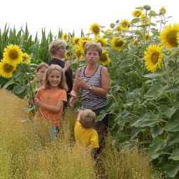 Sonnenblumenfelder - Ein Spaß für groß und klein