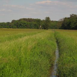 Holzwiesen zwischen Bellheim und Zeiskam