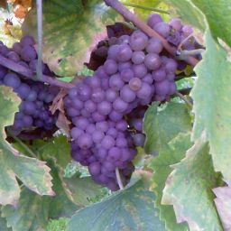 Köstlicher Wein gibt es in den Weinläden und Weingüter