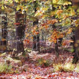 Buntes Herbstlaub im Bellheimer Wald