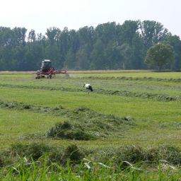 Storch auf Nahrungssuche