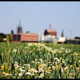 Blumenwiese bei der Bellheimer Brauerei