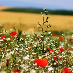 Blumenpracht auf den Wiesen der Verbandsgemeinde