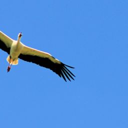 Storch im Anflug