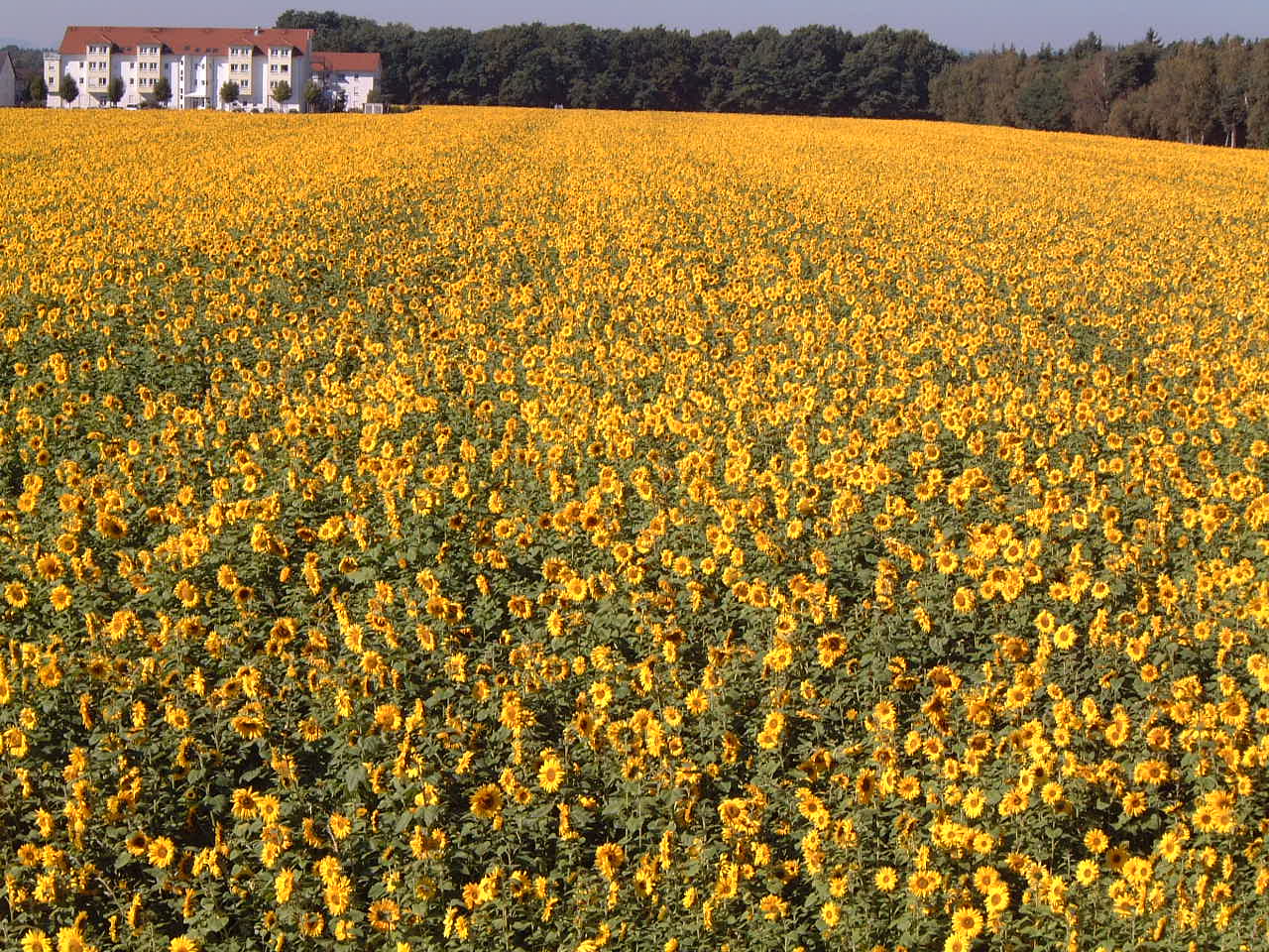 Sonnenblumenfeld am Haus Edelberg