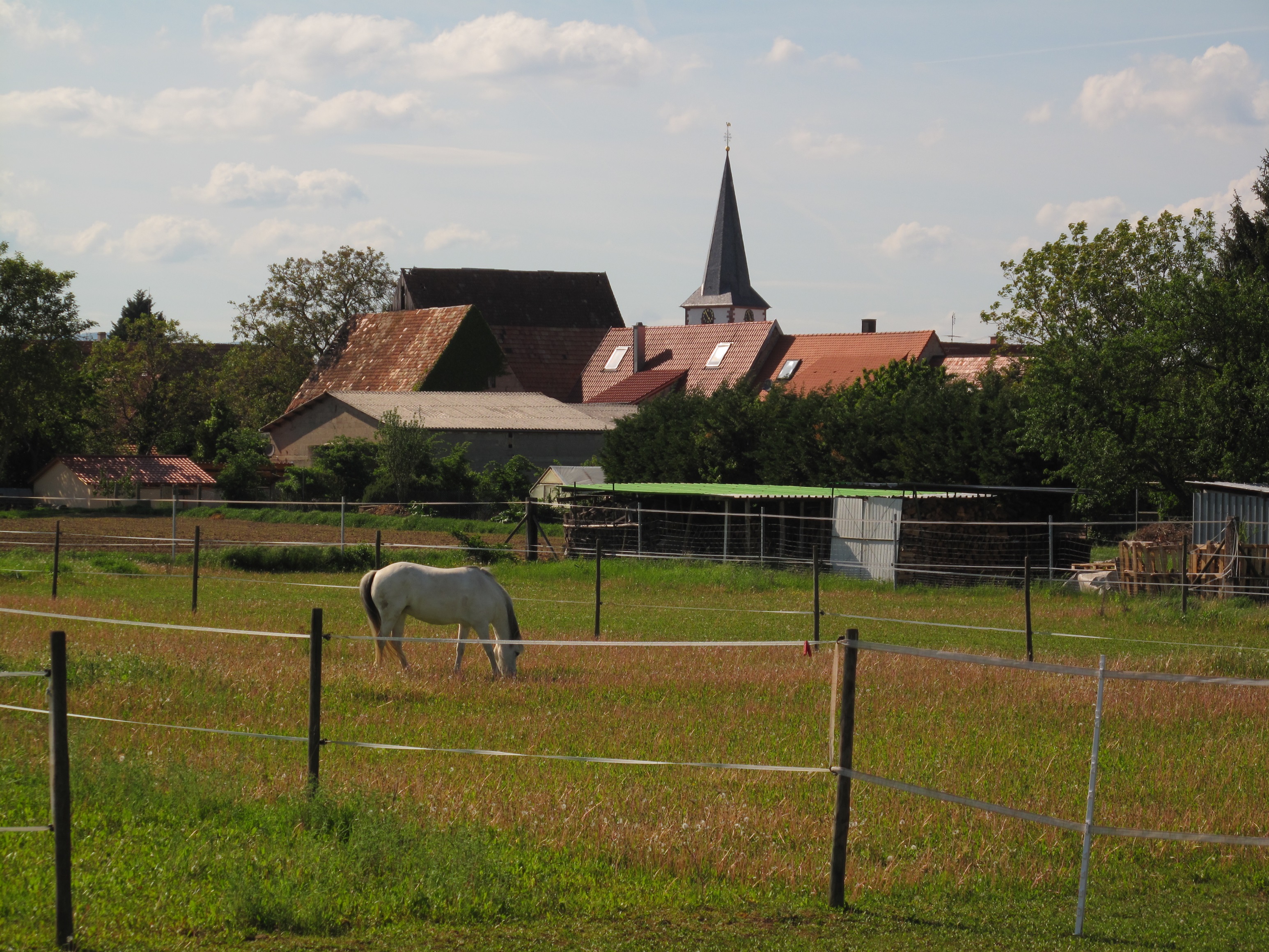Pferdekoppeln in Ottersheim