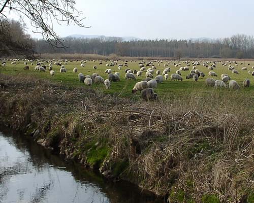 Schafherde auf den Queichwiesen bei Ottersheim