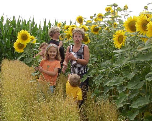 Sonnenblumenfelder - Ein Spaß für groß und klein