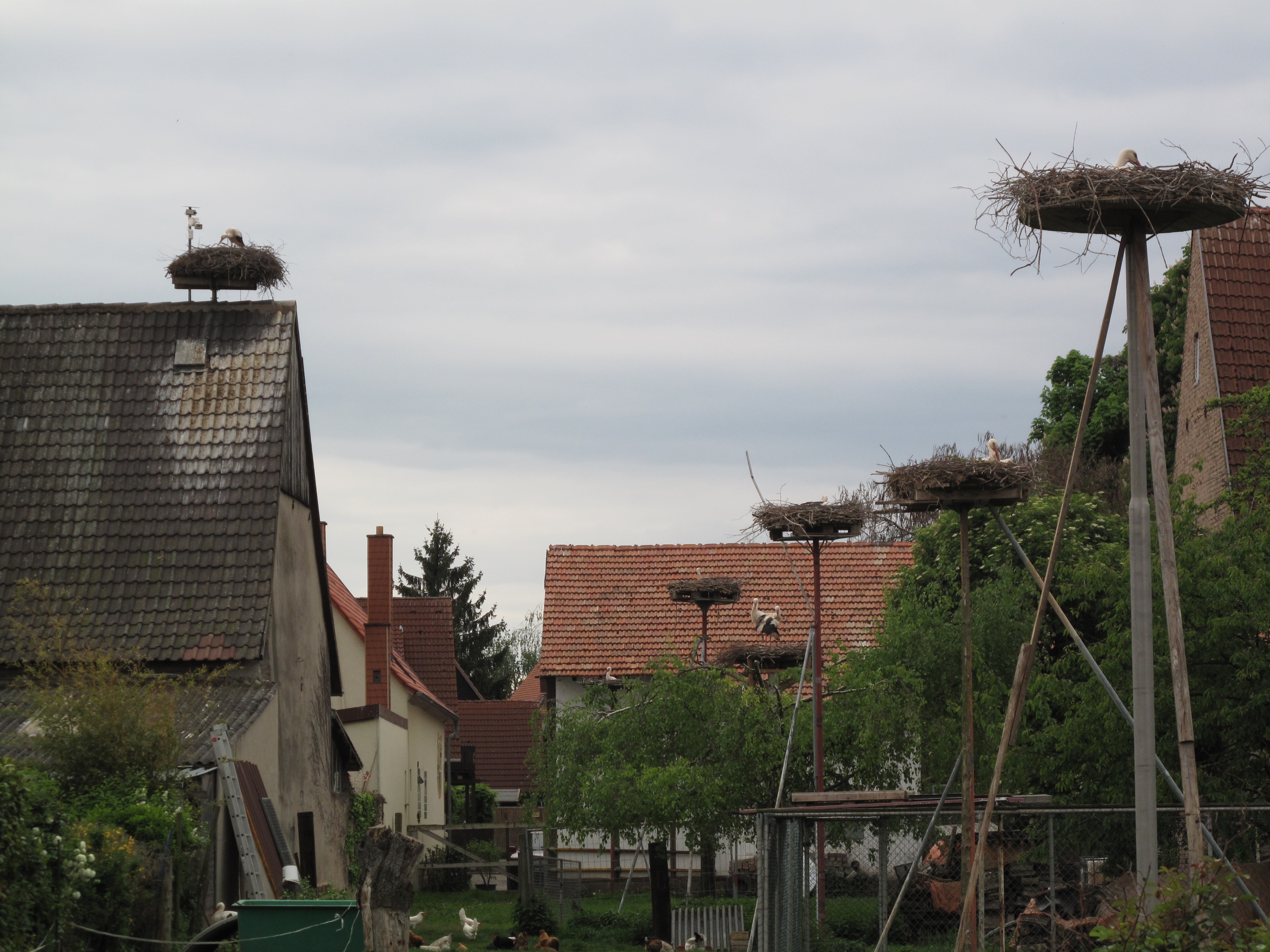 Storchennester in Knittelsheim