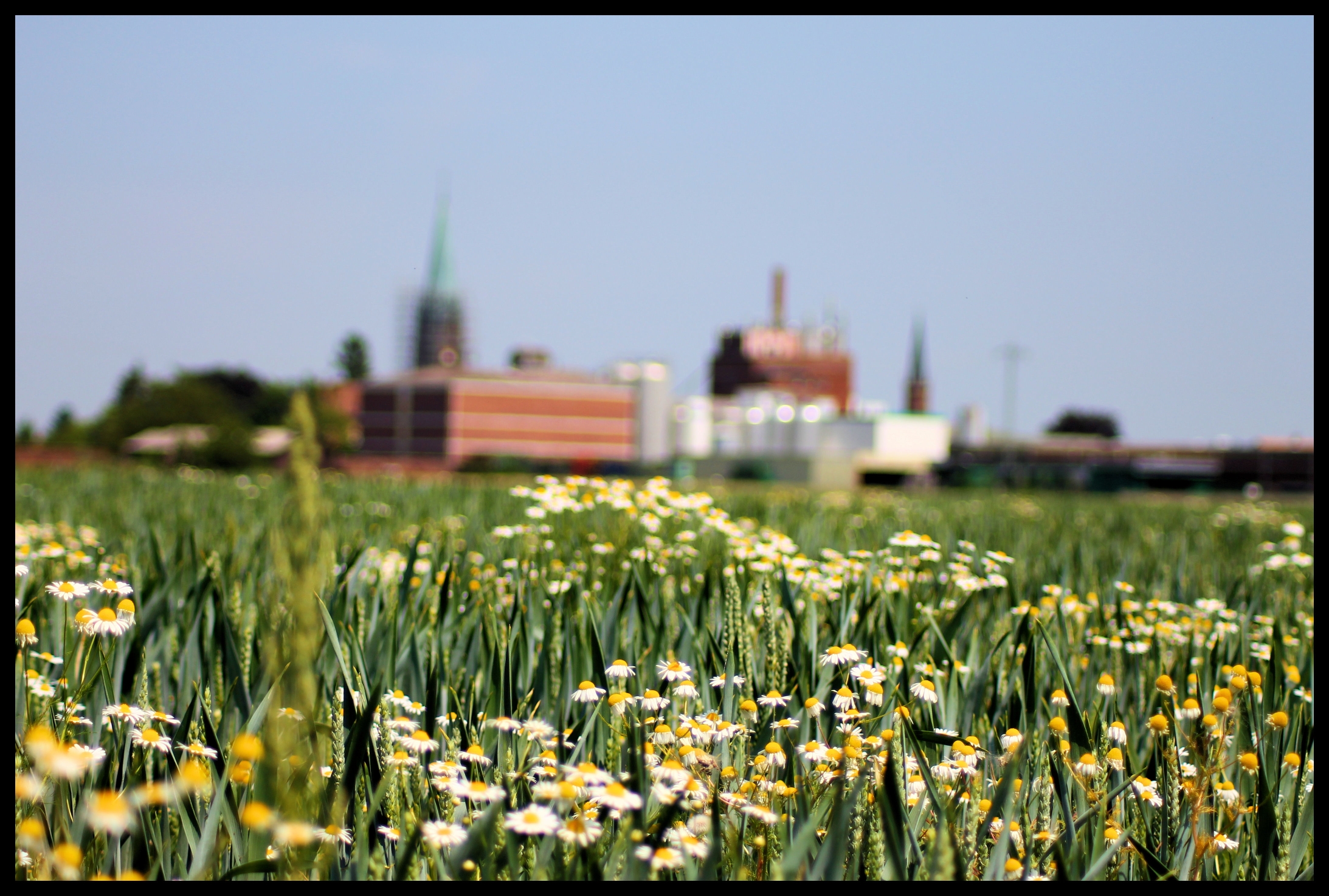 Blumenwiese bei der Bellheimer Brauerei